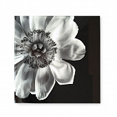 Картина Kelly Hoppen Black & White Flower
